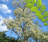 Robinia pseudoacacia