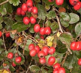 Crataegus laevigata