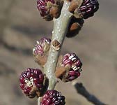 Fraxinus angustifolia