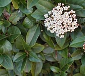 Viburnum tinus