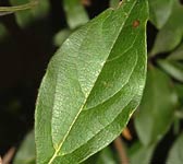 Viburnum tinus