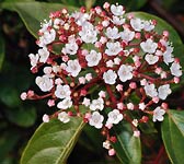 Viburnum tinus