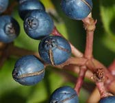 Viburnum tinus