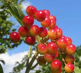 Viburnum opulus