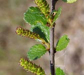 Betula nana