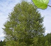 Betula pubescens