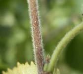 Betula pubescens