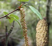 Betula pubescens