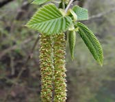 Ostrya carpinifolia