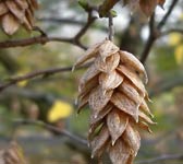 Ostrya carpinifolia