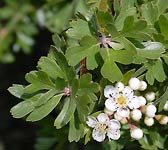 Crataegus azarolus