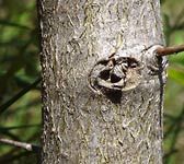 Crataegus azarolus