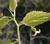 Celtis australis