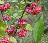 Euonymus europaeus