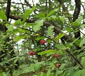 Euonymus latifolius