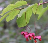 Euonymus latifolius