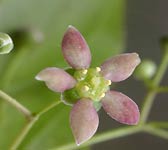 Euonymus latifolius