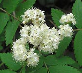 Sorbus aucuparia