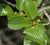 Rhamnus alpina