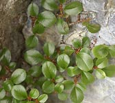 Rhamnus alpina