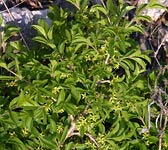 Rhamnus saxatilis