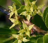 Rhamnus saxatilis