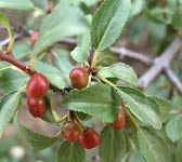 Rhamnus saxatilis