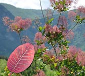 Cotinus coggygria