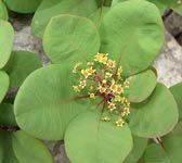 Cotinus coggygria