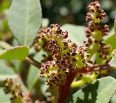 Pistacia lentiscus