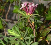 Daphne striata