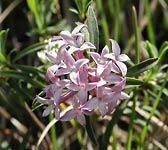 Daphne striata