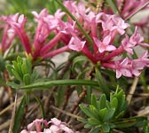 Daphne striata