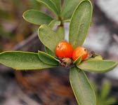 Daphne alpina