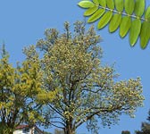 Sorbus domestica