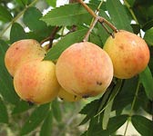 Sorbus domestica