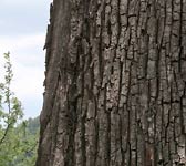 Sorbus domestica