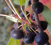 Rhamnus cathartica