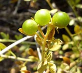 Jasminum fruticans