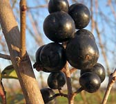 Ligustrum vulgare