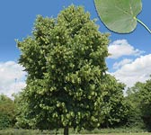 Tilia cordata