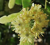 Tilia cordata