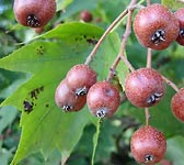 Sorbus torminalis