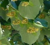 Tilia tomentosa