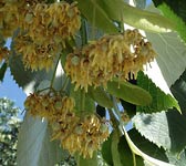 Tilia tomentosa