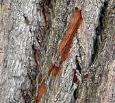 Tilia tomentosa