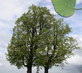 Tilia europaea