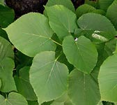 Tilia europaea