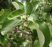 Styrax officinalis