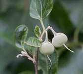 Styrax officinalis